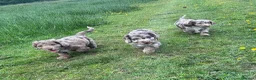Cockapoo dogs for sale: Stunning Merle Cockapoos. Fully health tested in Romsey - Advert 1