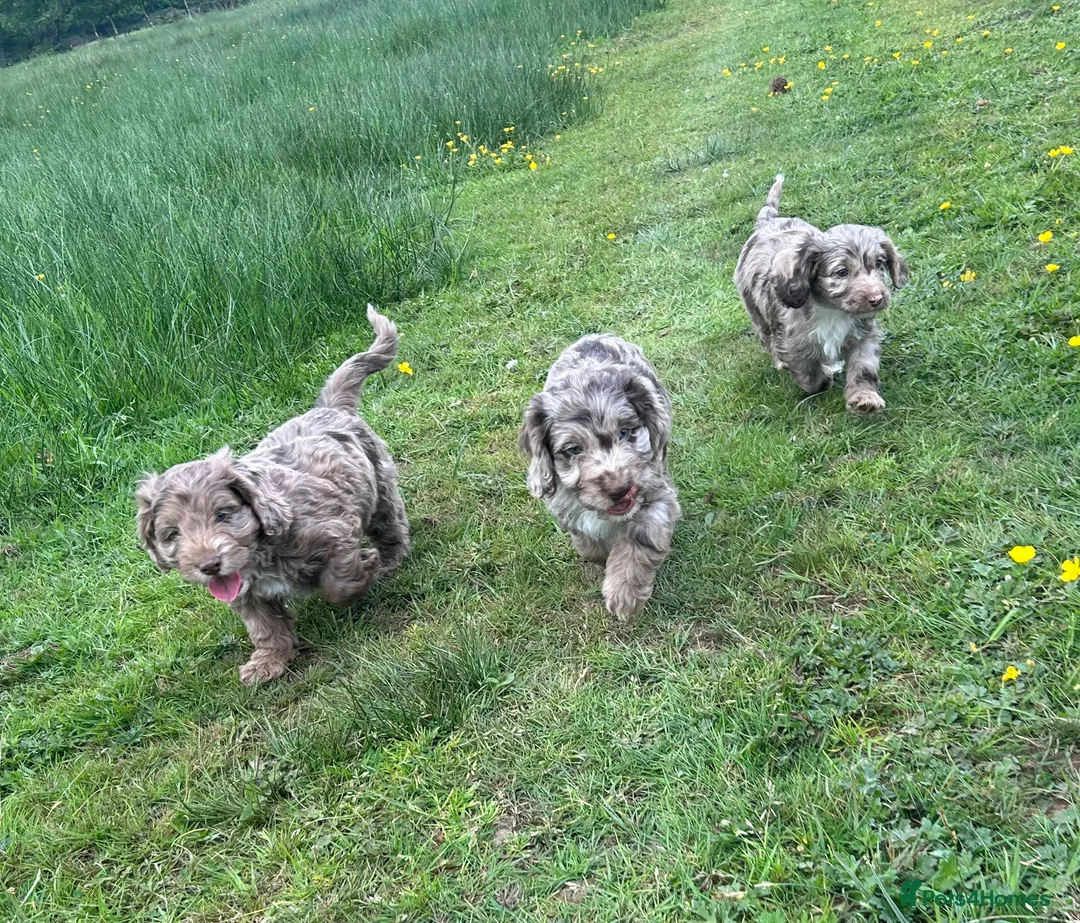 Cockapoo dogs for sale: Stunning Merle Cockapoos. Fully health tested in Romsey - Advert 1