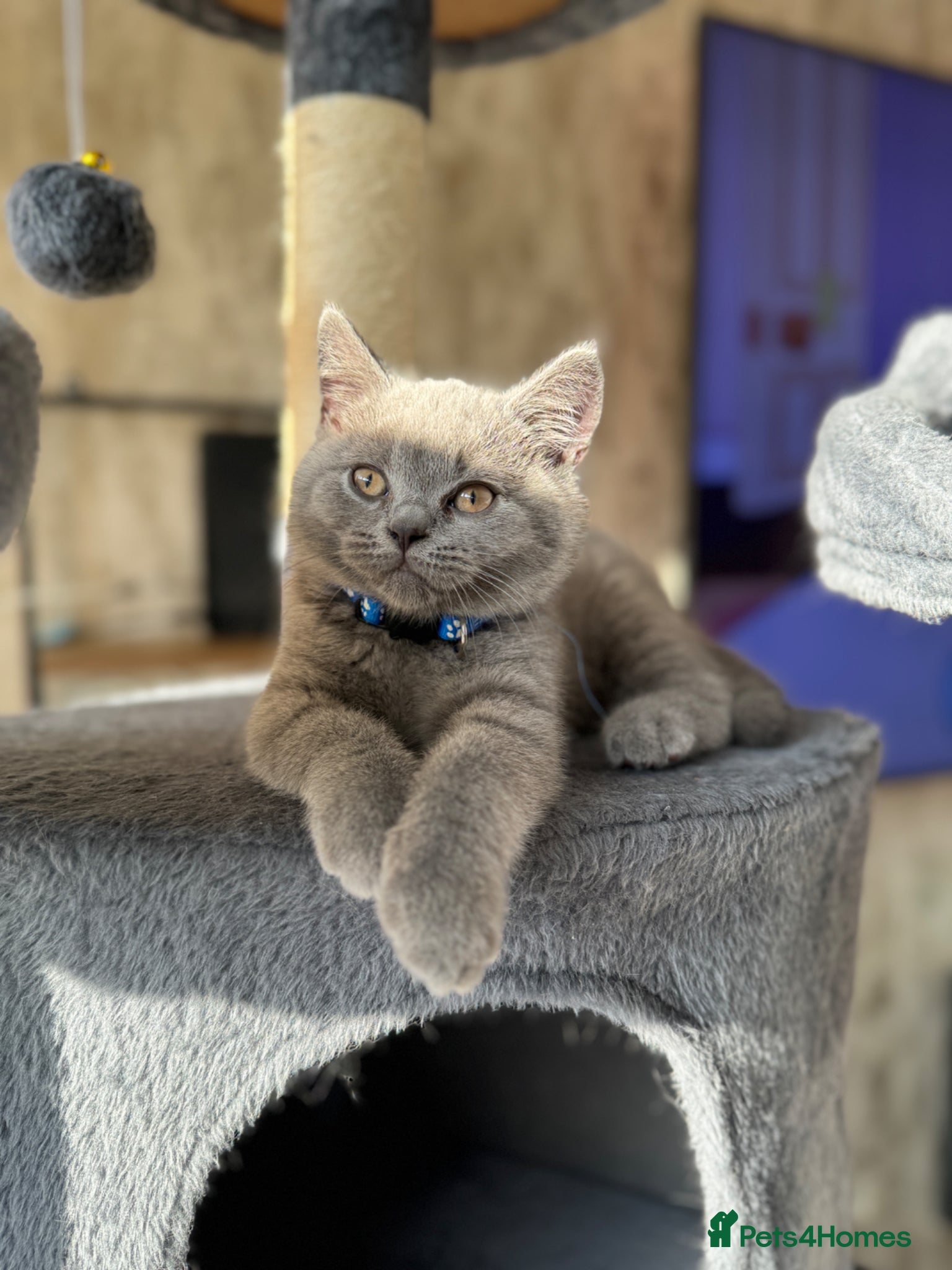British Shorthair cats for sale: Beautiful British shorthair kittens  - Advert 34