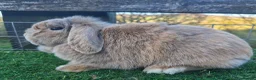 Mini Lop rabbits for sale: Various Adult Mini Lops  - Advert 4