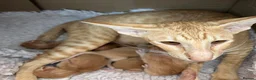 Oriental cats for sale: GCCF Reg Rare Oriental RED & APRICOT FEMALES - Advert 2