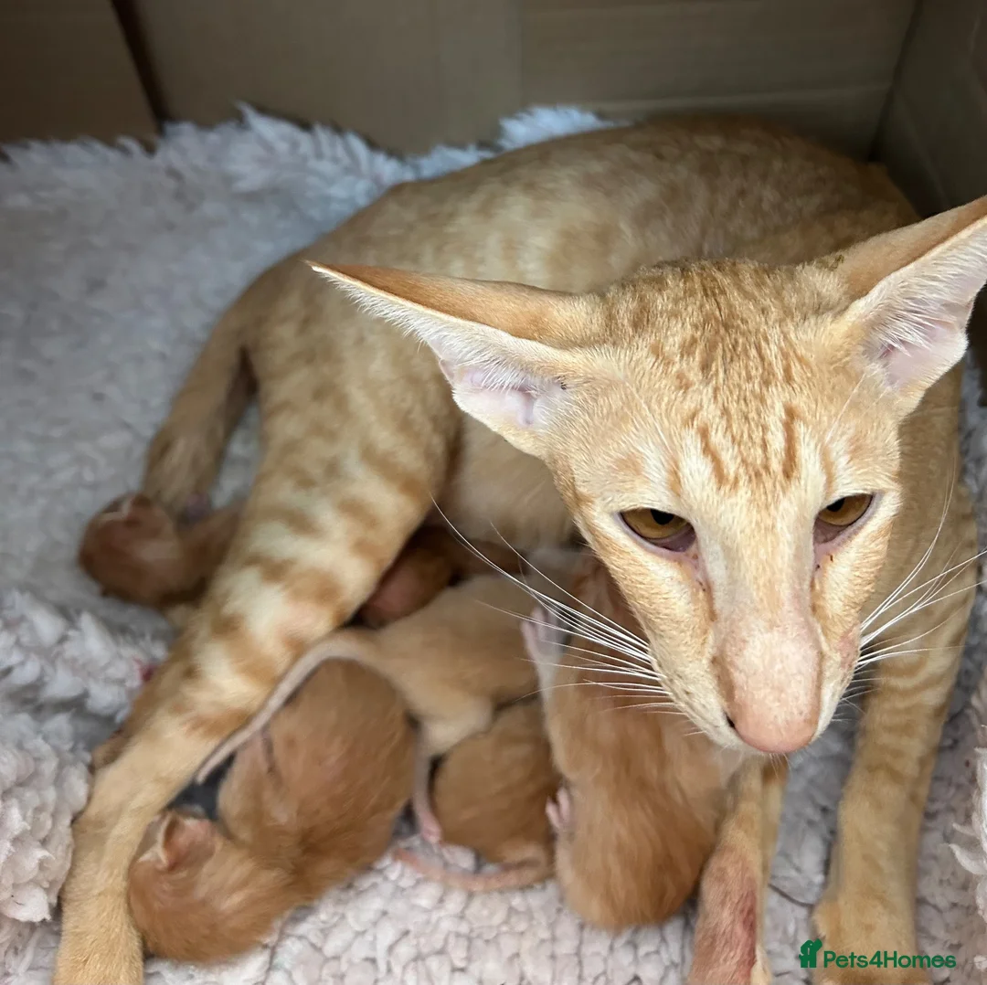 Oriental cats for sale: GCCF Reg Rare Oriental RED & APRICOT FEMALES - Advert 2