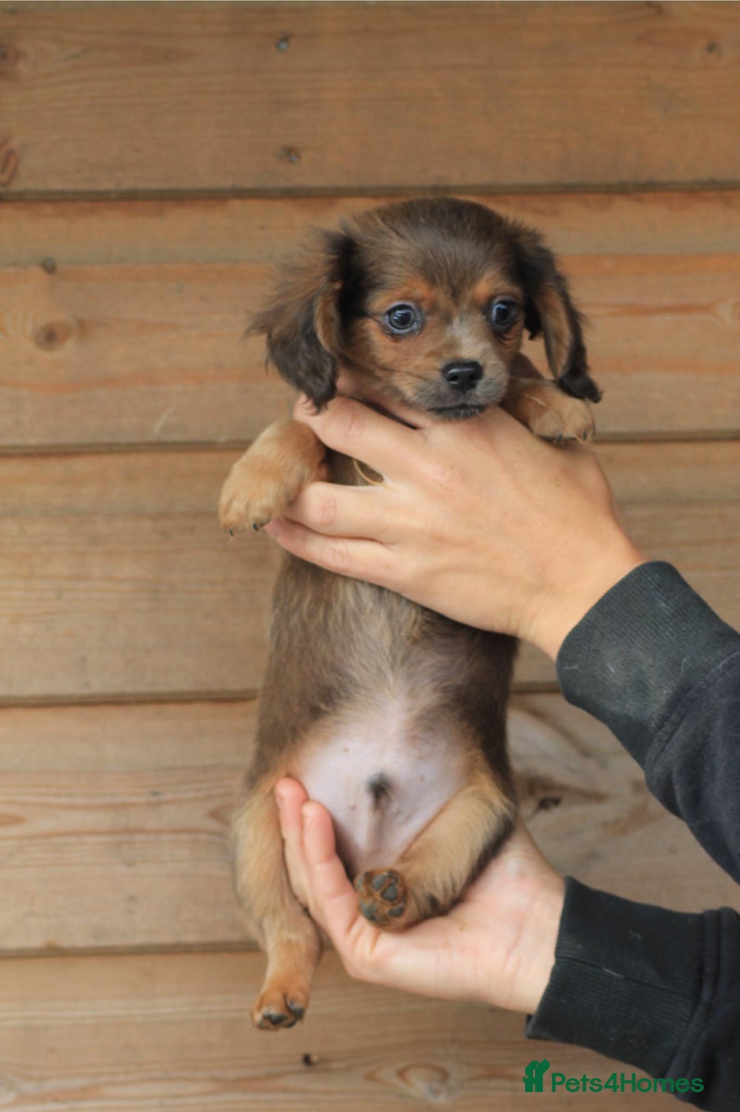 Mixed Breed dogs for sale: Chiweenie Puppies For Sale  - Image 17
