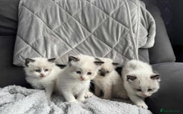 Ragdoll cats for sale: Ragdoll kittens  - Image 10
