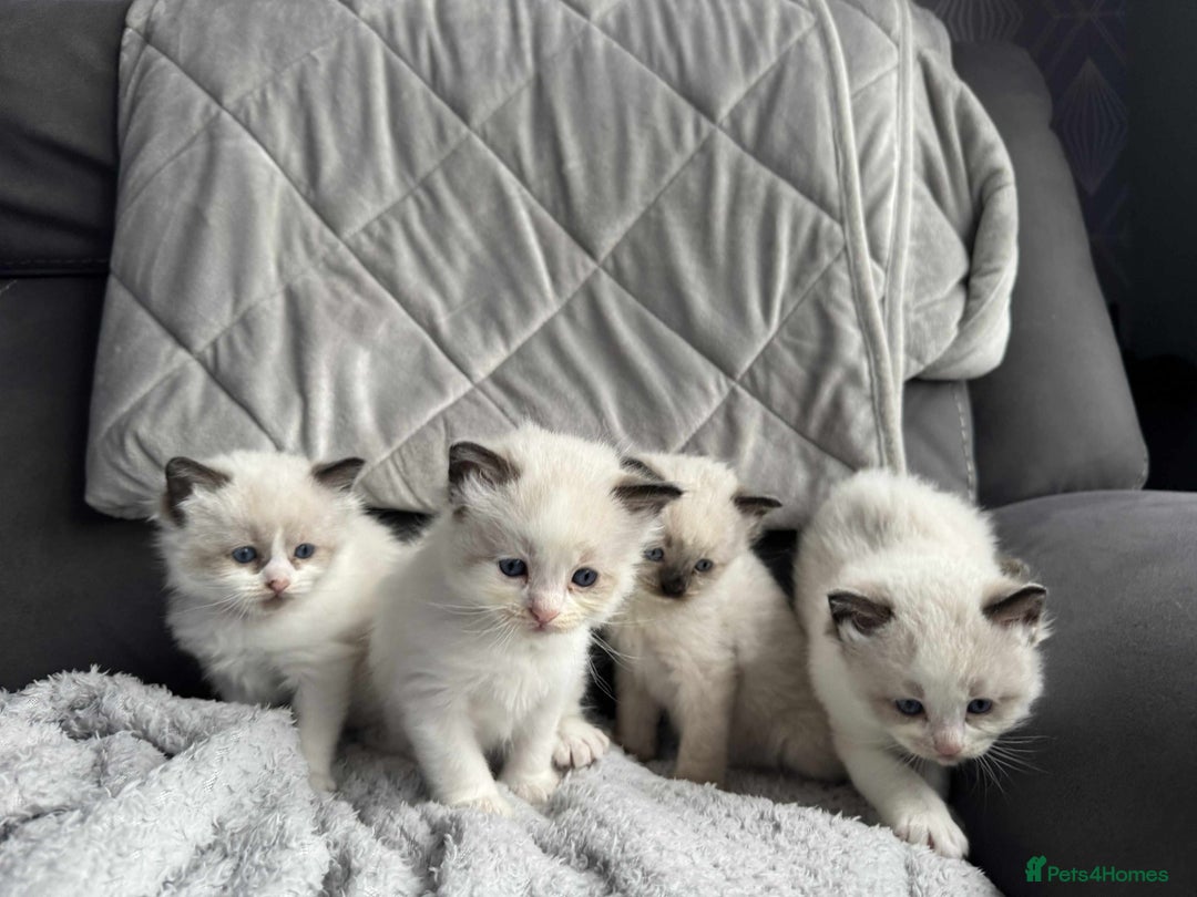 Ragdoll cats for sale: Ragdoll kittens  - Image 10