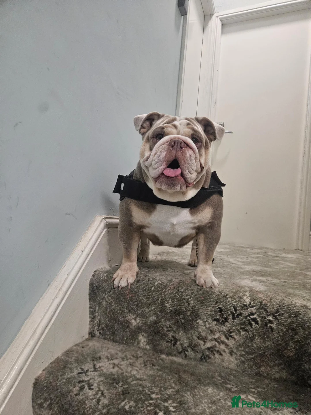 English Bulldog dogs for sale: Quality english female - Advert 5