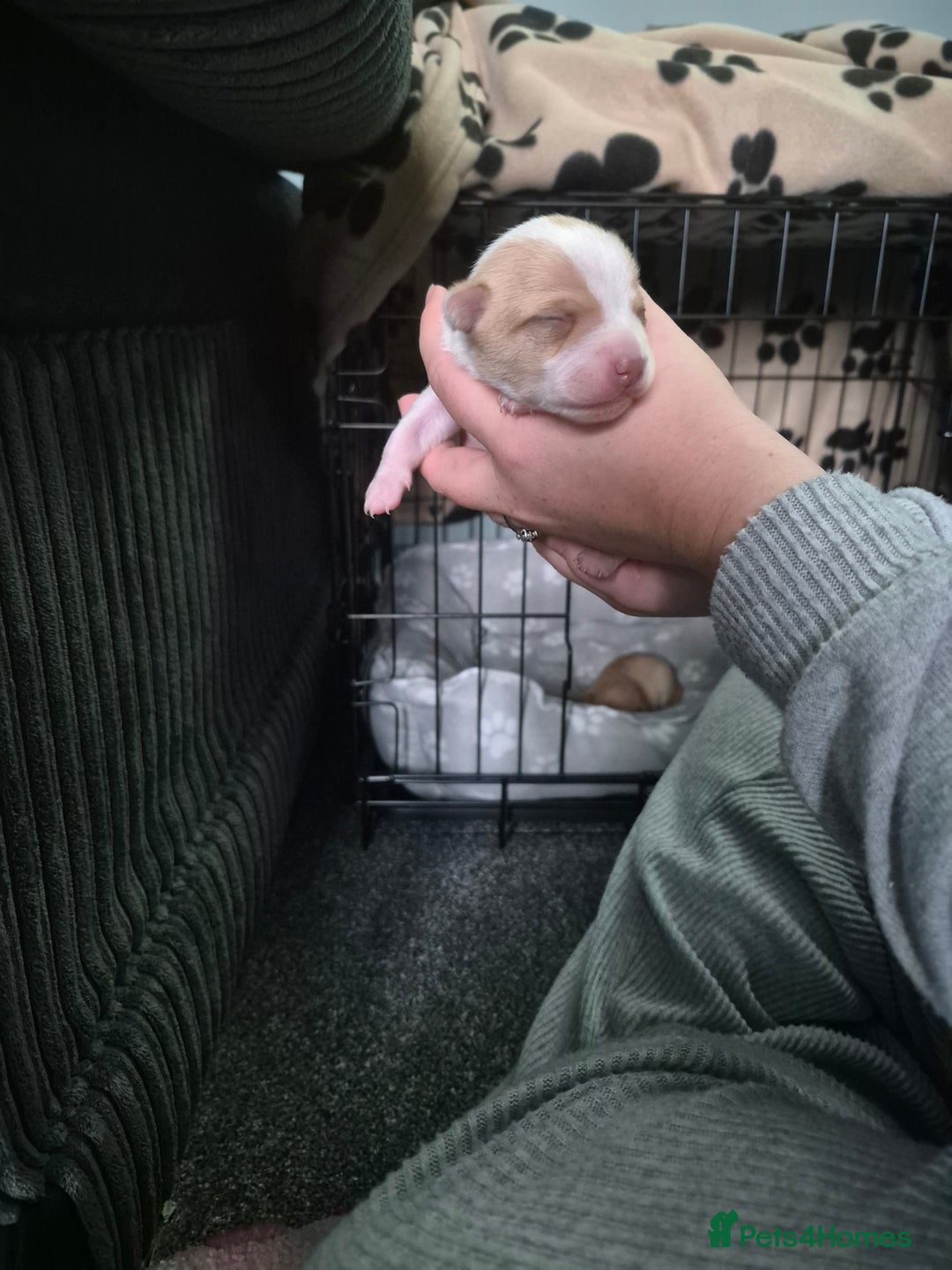 Chihuahua dogs for sale: 2 beautiful girl chihuahuas  - Advert 3