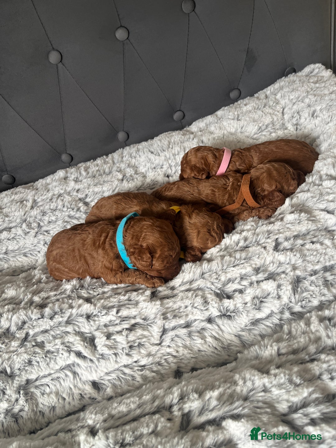 Toy Poodle dogs for sale: Toy poodle puppies - Advert 4