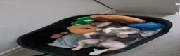 French Bulldog dogs for sale: French bulldog  - Advert 7