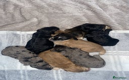 Cockapoo dogs for sale: Beautiful 5⭐️ F1 Cockapoos! - Image 8