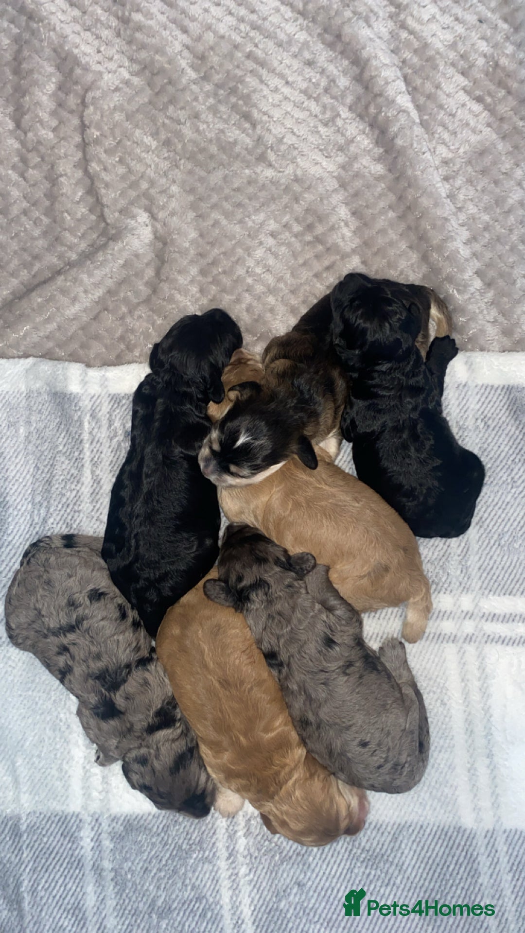 Cockapoo dogs for sale: Beautiful 5⭐️ F1 Cockapoos! - Image 8
