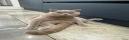 British Shorthair cats for stud: Peshi the British shorthair.  in Greenford - Advert 4