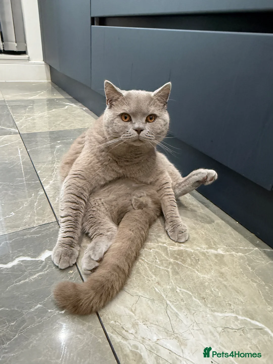 British Shorthair cats for stud: Peshi the British shorthair.  in Greenford - Advert 4