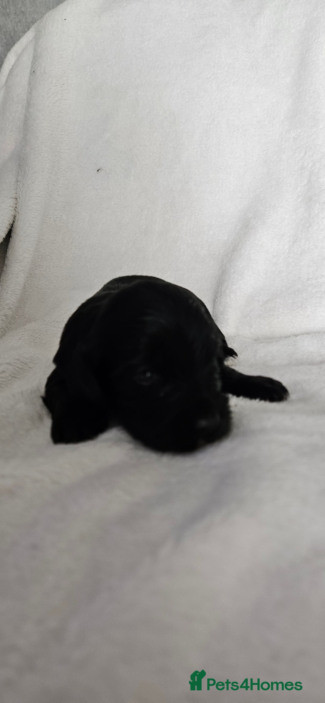 Mixed Breed dogs for sale: Toy Yorkipoo  - Image 4