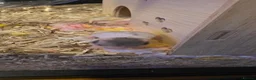Hamster rodents for sale: 12 baby Syrian Hamsters  - Advert 7
