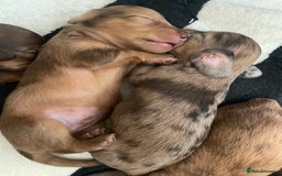 Miniature Dachshund dogs for sale: Long haired dachshund puppies   - Image 12