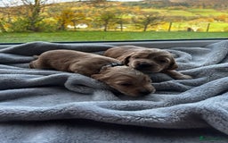 Cocker Spaniel dogs for sale: ✨ Cuddles Await from our Cocker Spaniel Pups  - Image 15