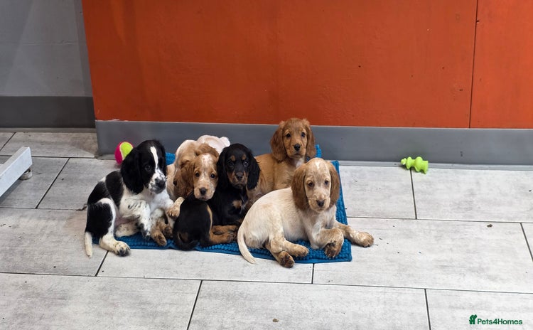 Cocker Spaniel dogs - Advert 4