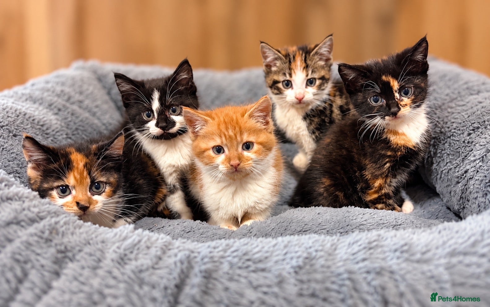 Domestic Shorthair cats for sale: Beautiful kittens  - Advert 1
