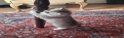 Persian cats for sale: Persian chinchilla  - Advert 8