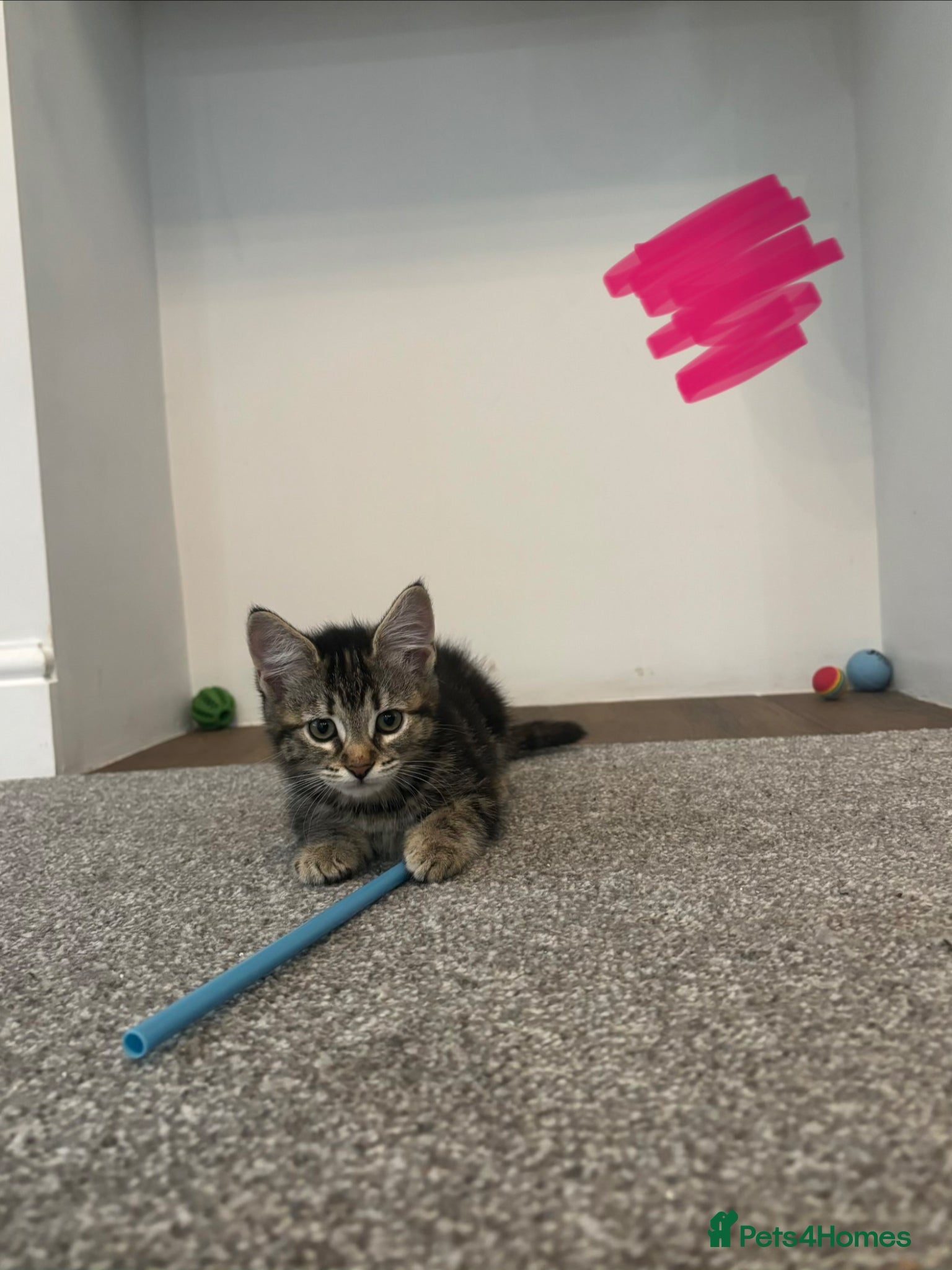 Mixed Breed cats for sale: 10 week old kittens for sale :) - Advert 2