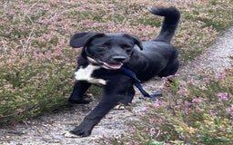 Mixed Breed dogs for adoption: Barney - Norwich norfolk  - Image 8