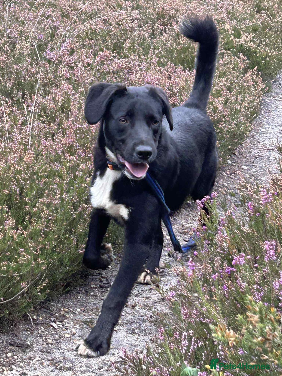 Mixed Breed dogs for adoption: Barney - Norwich norfolk  - Image 8