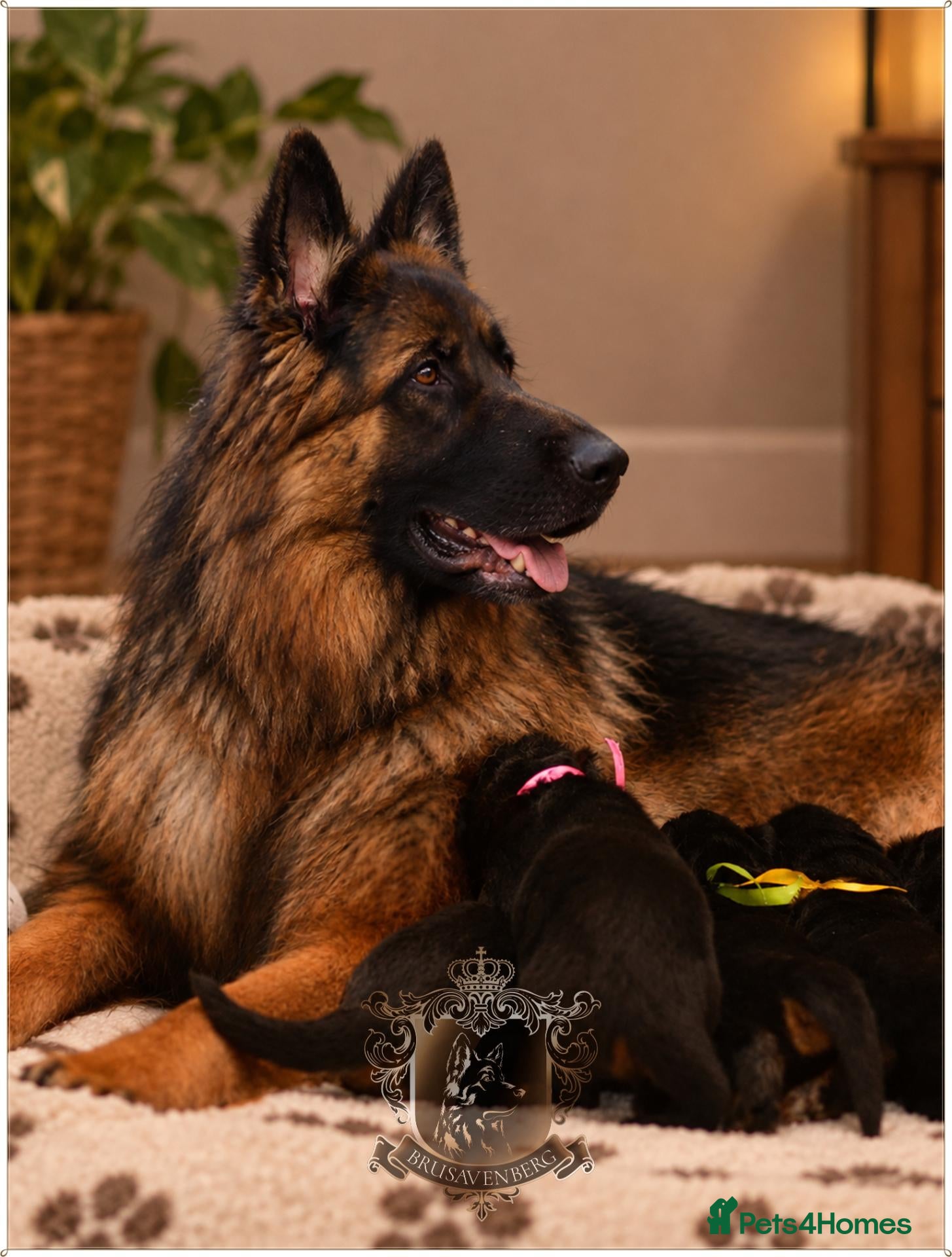 German Shepherd dogs LONGHAIRED GERMAN SHEPHERD PUPPIES RKC DNA - Advert 2