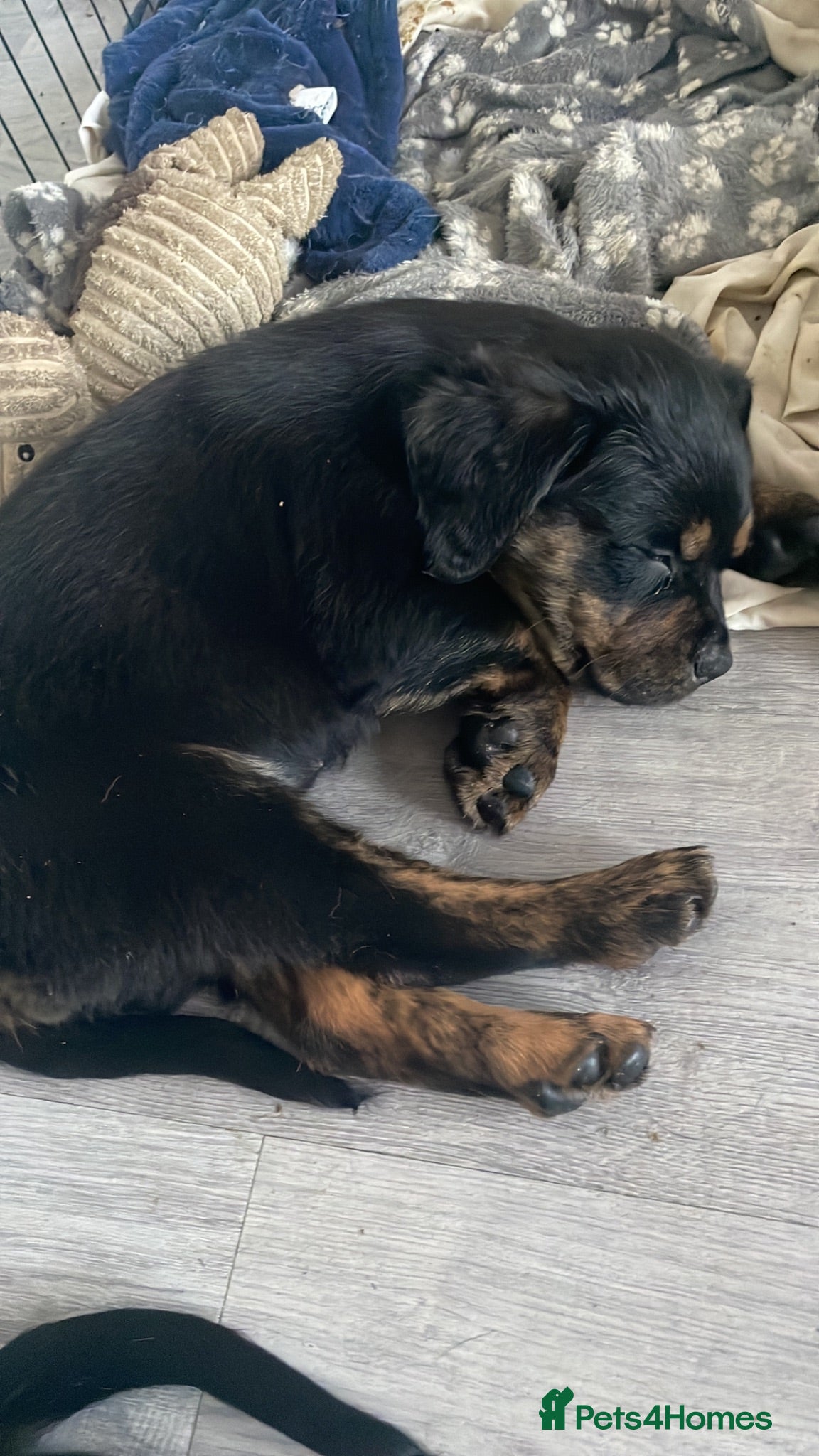 Mixed Breed dogs Rottweiler/ Retriver mix  - Advert 17