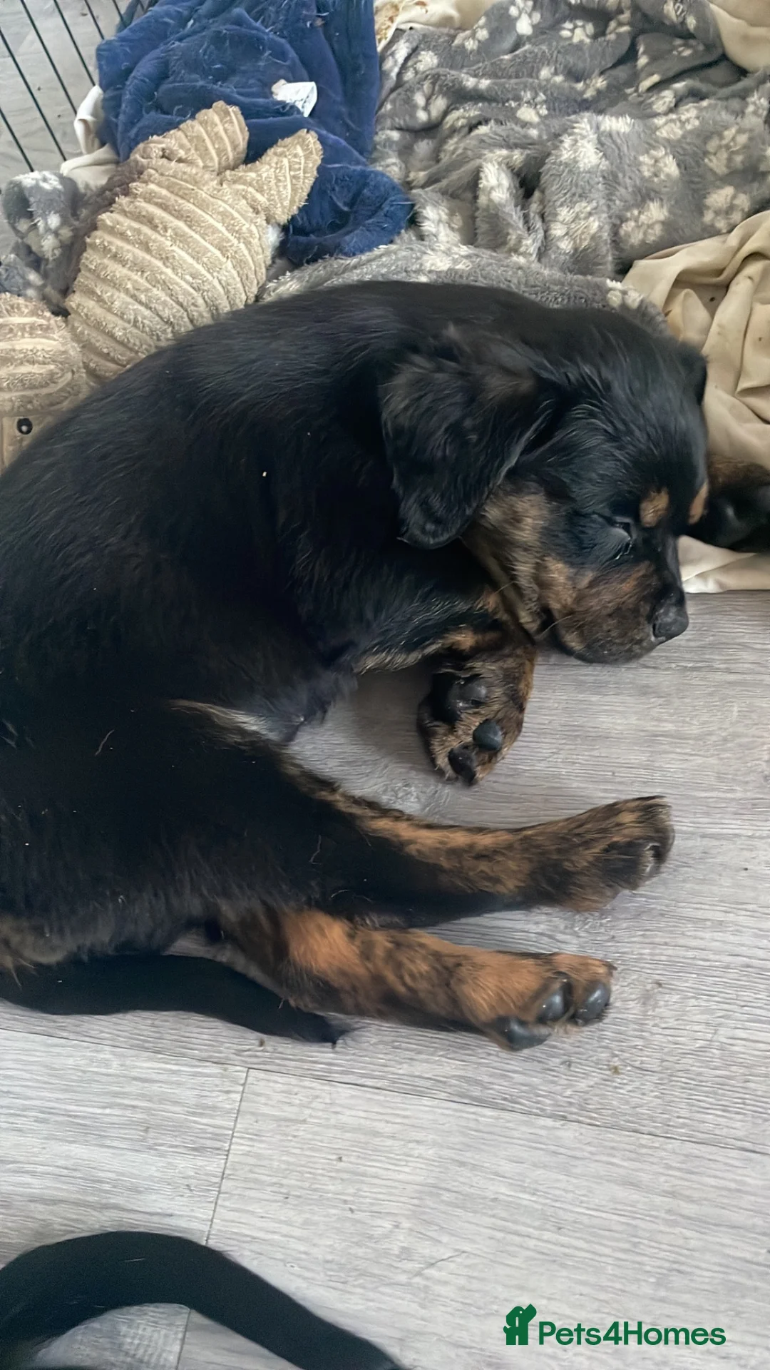 Mixed Breed dogs for sale: Rottweiler/ Retriver mix  - Advert 1