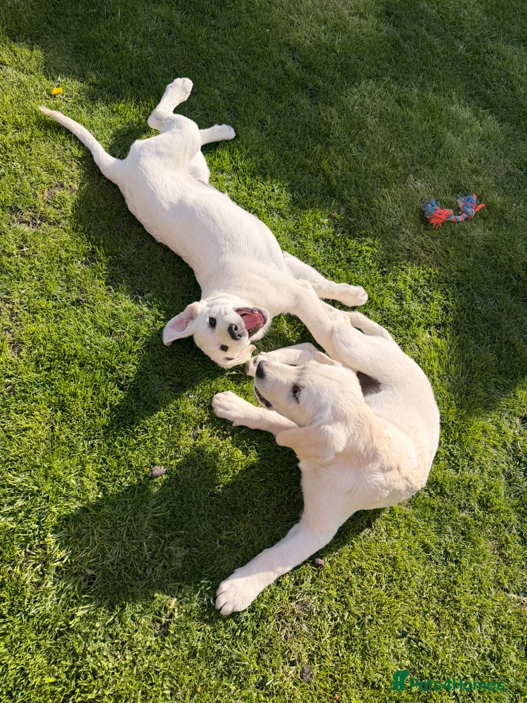 Labradoodle dogs for sale: Beautiful 11 weeks old  Goldador boy puppy  💙 - Advert 8