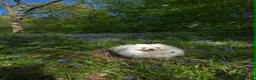 Pomeranian dogs for sale: Adorable Small Pure White Pomeranian Male - Advert 2