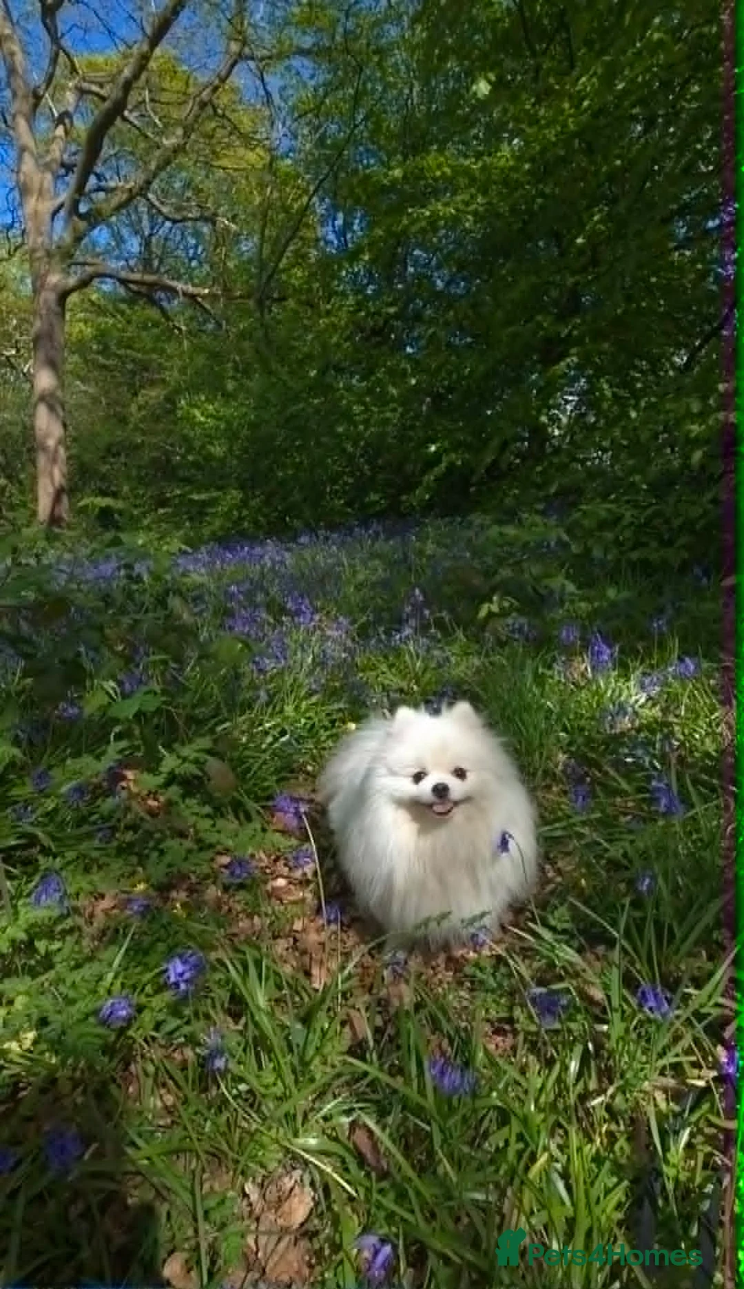 Pomeranian dogs for sale: Adorable Small Pure White Pomeranian Male - Advert 2