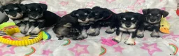 Miniature Schnauzer dogs for sale: Beautiful KC registered Miniature Schnauzers in Peterborough - Advert 2