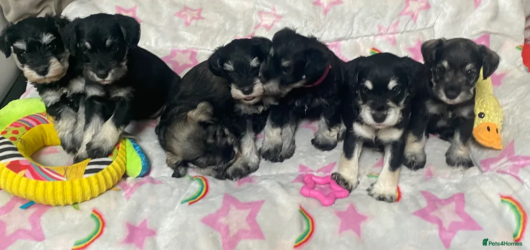 Miniature Schnauzer dogs for sale: Beautiful KC registered Miniature Schnauzers in Peterborough - Advert 2