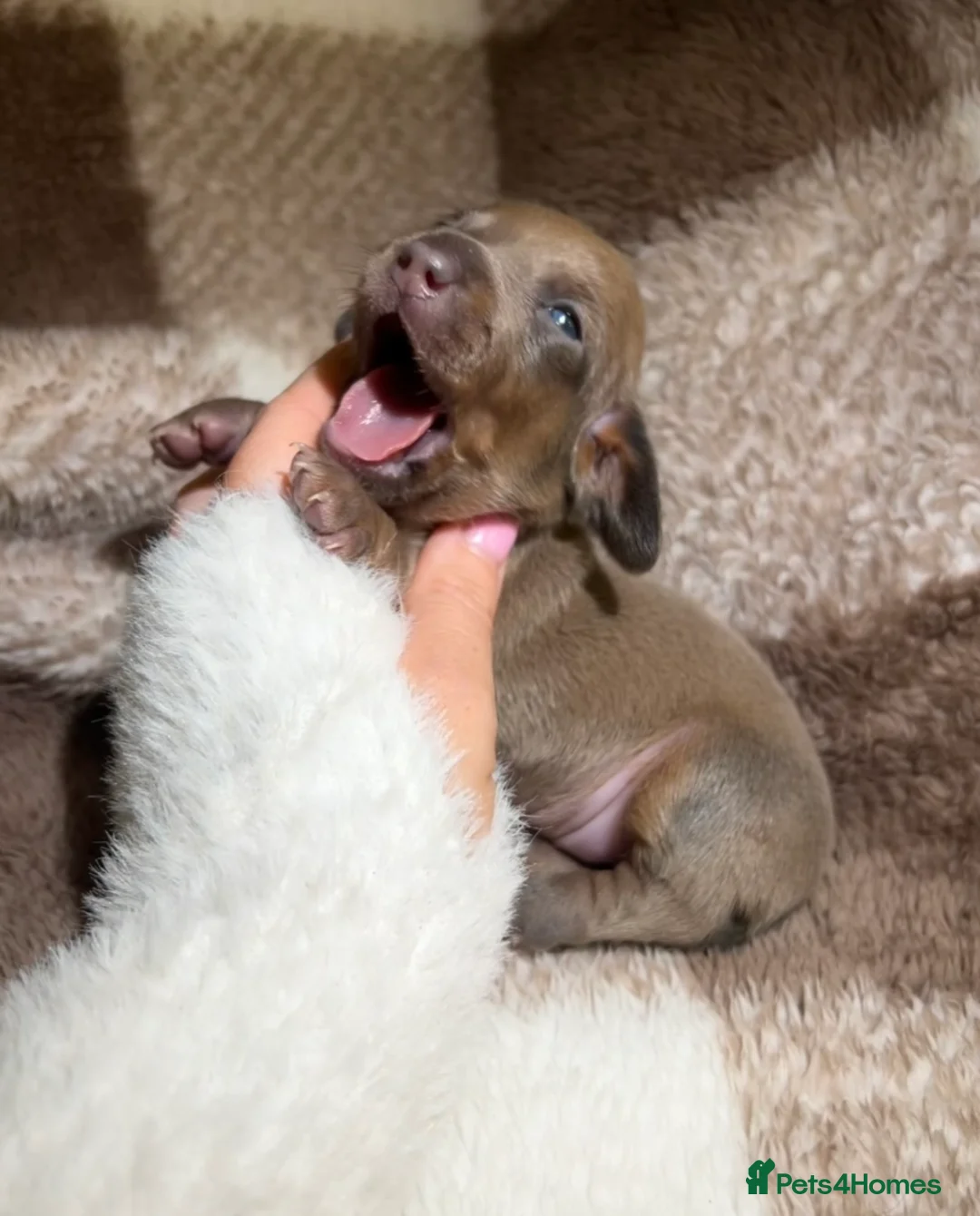 Miniature Dachshund dogs for sale: Tiny Kaninchen dachshunds  - Advert 14