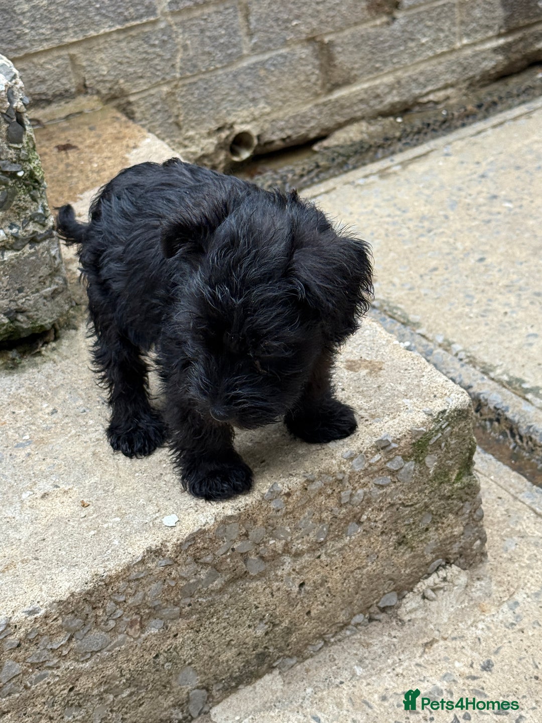Miniature Schnauzer dogs for sale: Stunning Mini schnauzers kc reg puppies - Image 12