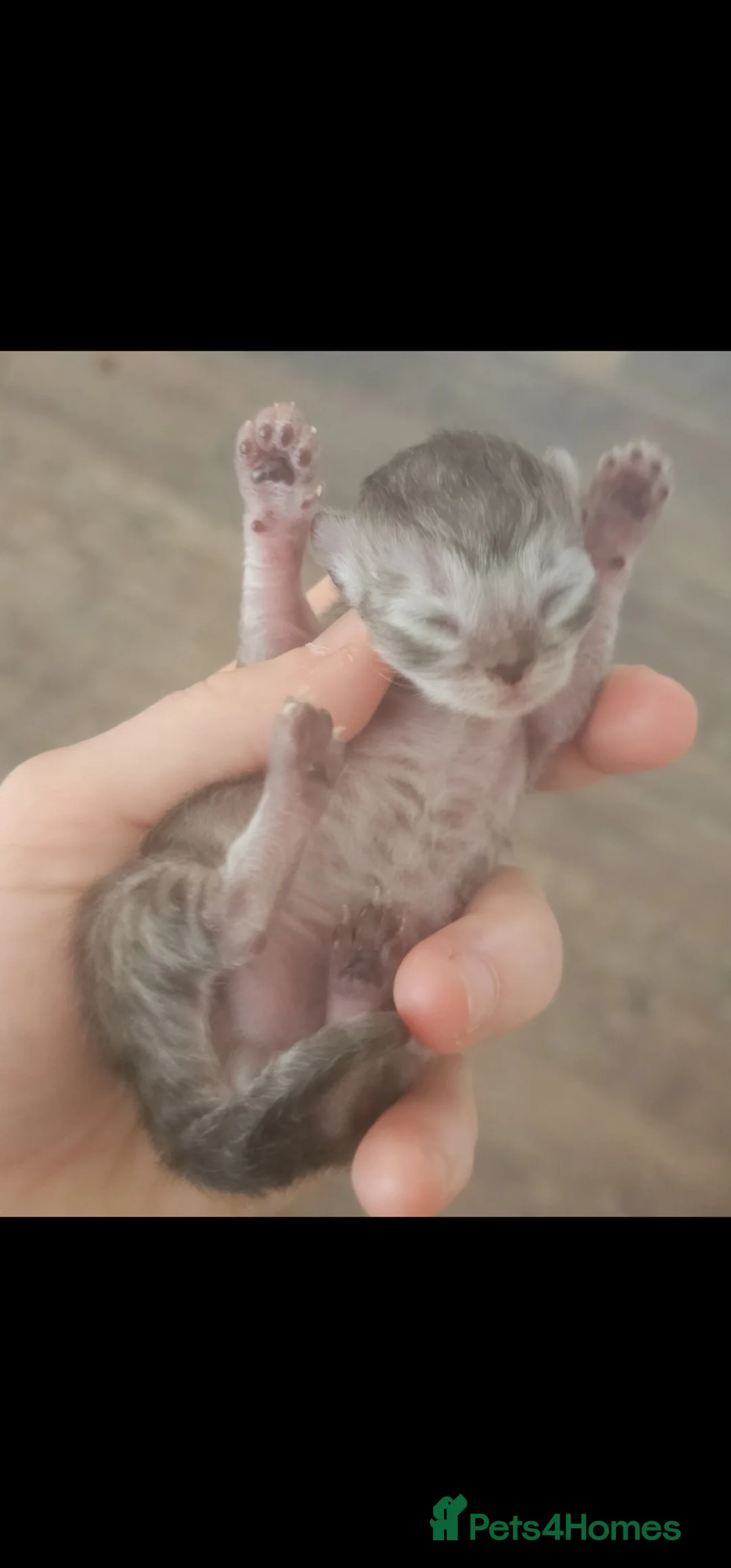 Persian cats for sale: Persian kittens for reserve🖤 - Advert 5