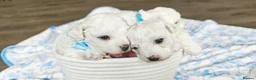 Bichon Frise dogs for sale: Sweet Bichon Frise puppies- Champion Bloodline - Advert 8