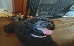 Shihpoo dogs for sale: Standard poodle x shihpoo - Image 2