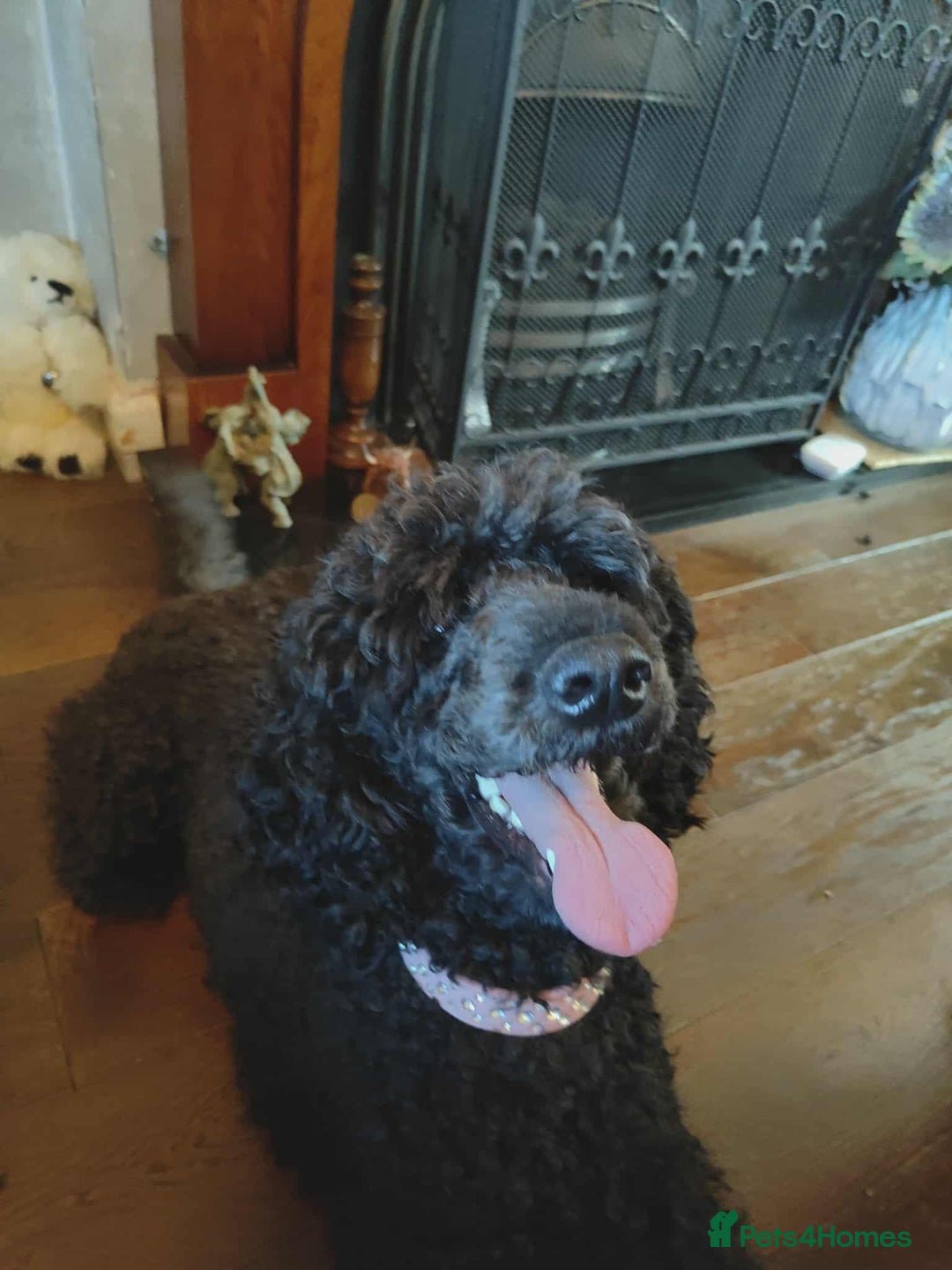 Shihpoo dogs for sale: Standard poodle x shihpoo - Image 2