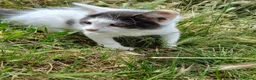 British Longhair cats for sale: 2 fluffy male kittens - Advert 17