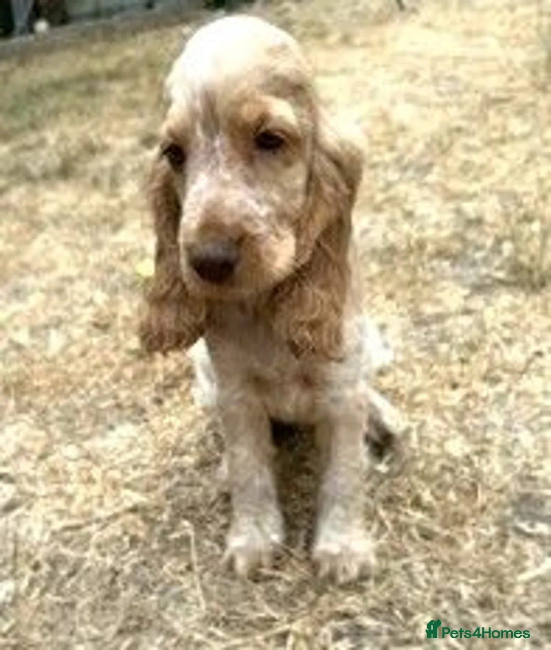 Cocker Spaniel dogs for sale: Stunning KC Pedigree Show type Cocker Spaniels - Advert 2