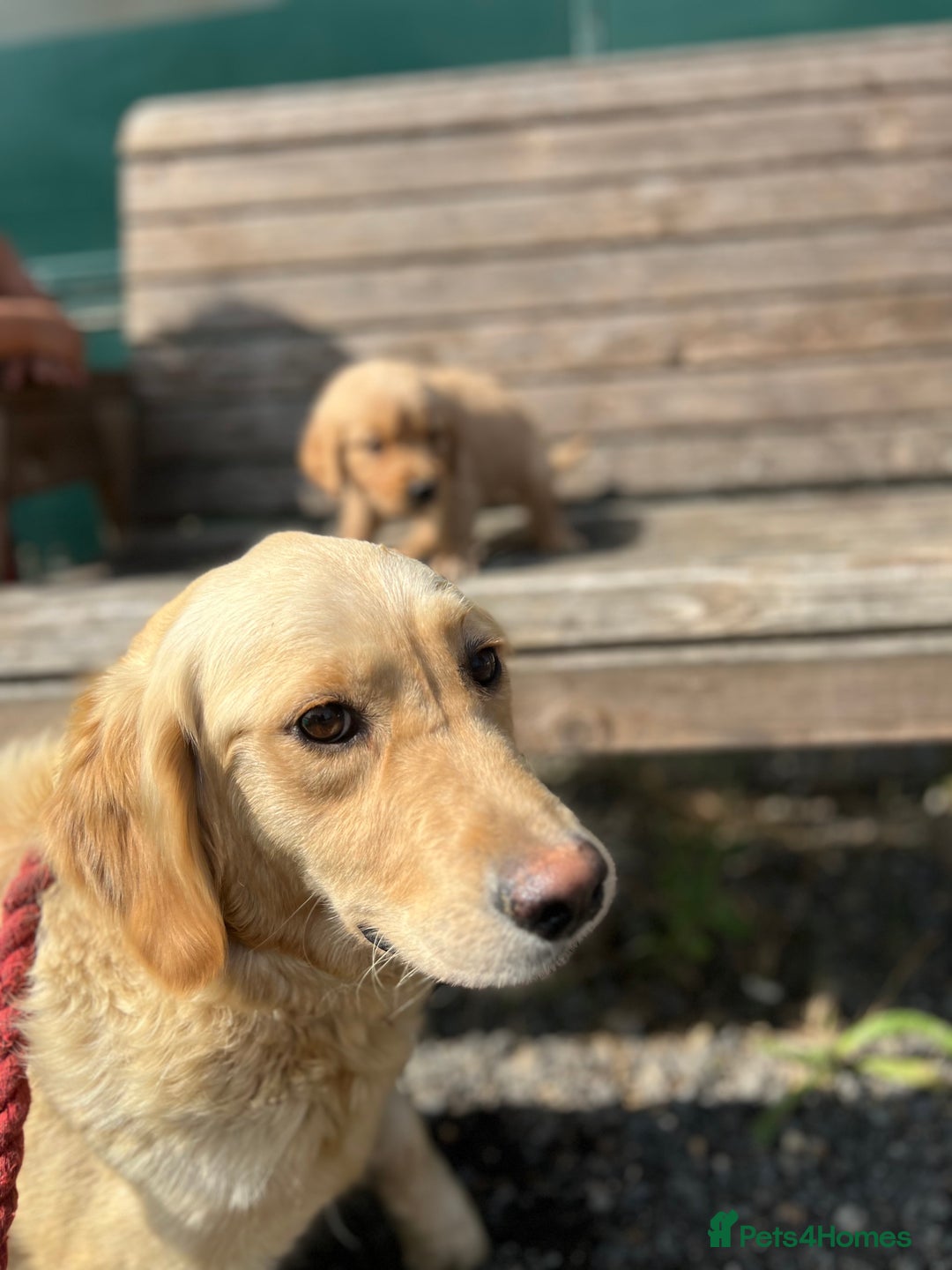 Golden Retriever dogs for sale: Beautiful Golden retrievers  - Image 8