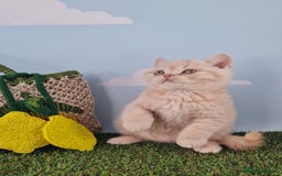 British Shorthair cats for sale: CHAMPION SIRED PEDIGREE GCCF REG BLUE BSH KITTEN - Image 3
