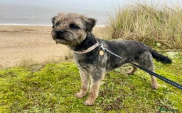 Border Terrier dogs for sale: 5yr old female border terrier  - Image 1