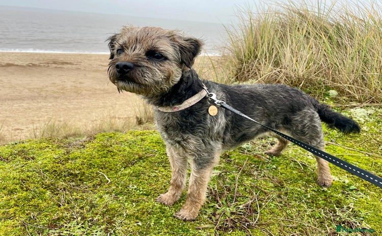 Border Terrier dogs - Advert 1