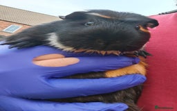 Guinea Pig rodents for sale: Male Guinea Pig - Image 1