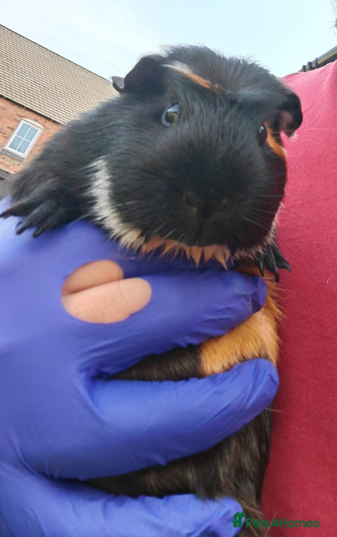 Guinea Pig rodents for sale: Male Guinea Pig - Image 1