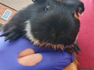 Guinea Pig rodents - Advert 8